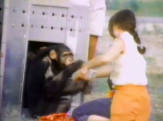 xιμπατζήδες
